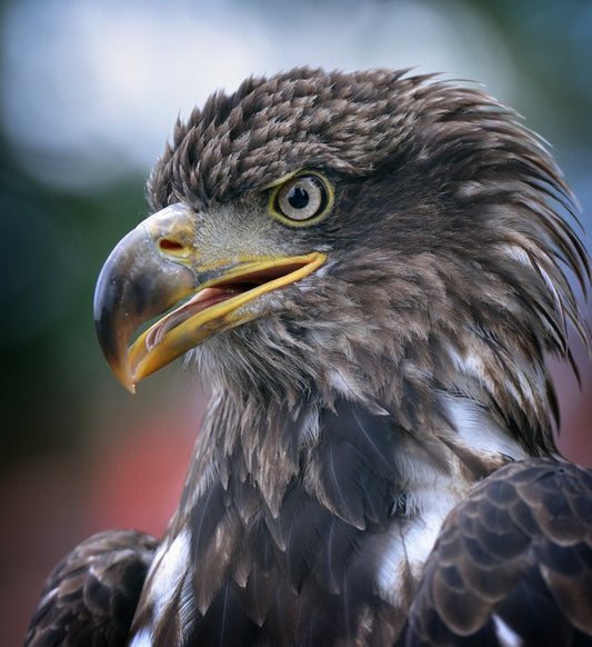 Majestic golden eagle