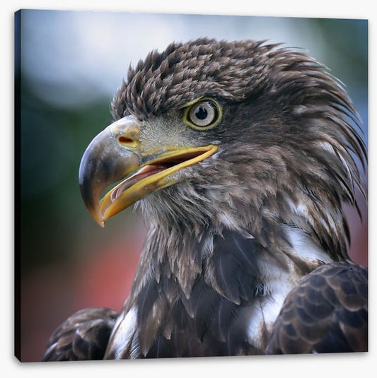 Majestic golden eagle