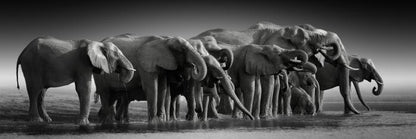 The thirsty herd