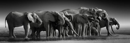 The thirsty herd