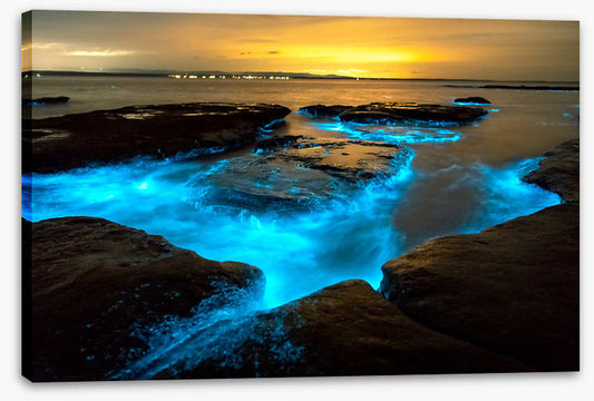 Bioluminescence