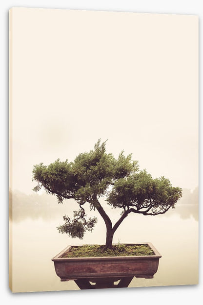Bonsai mist