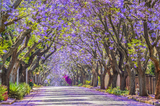 The jacaranda street