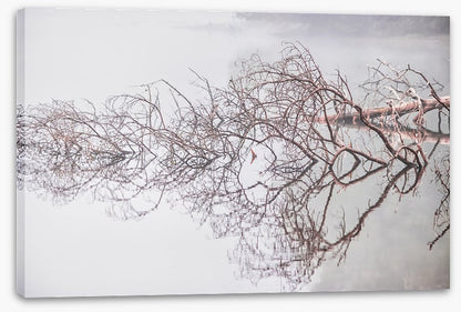 Fallen tree