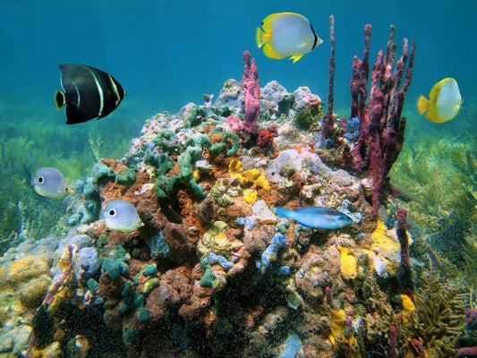 Underwater