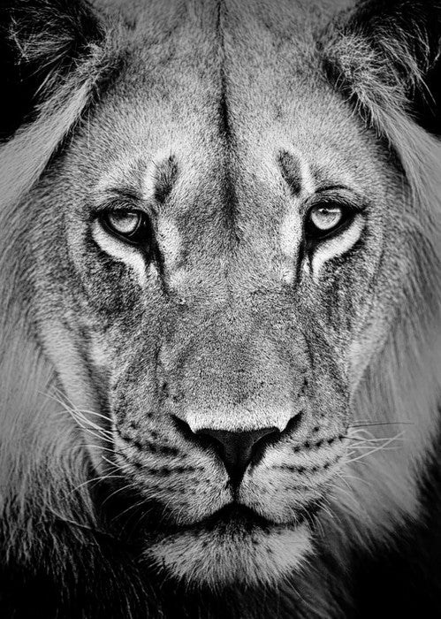 The sad lion
