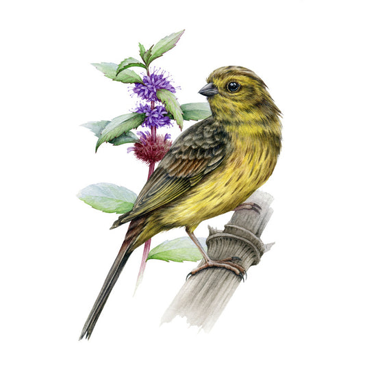 Little yellowhammer