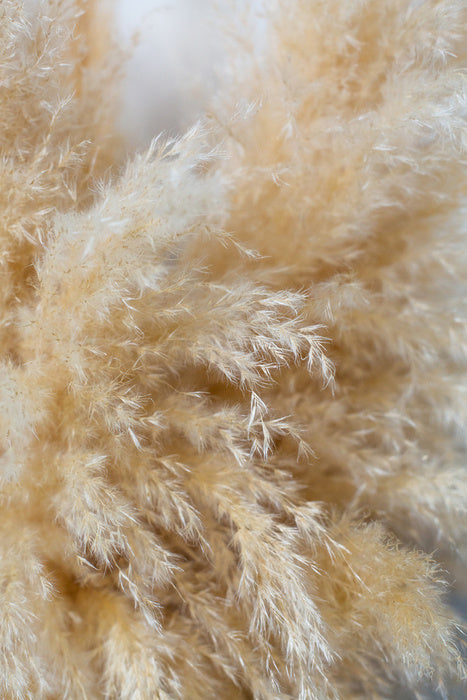 Puffy pampas