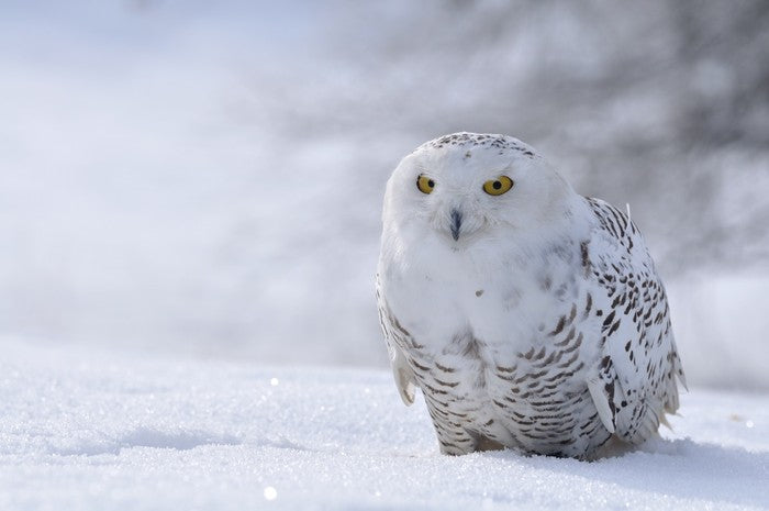Beautiful snowy owl