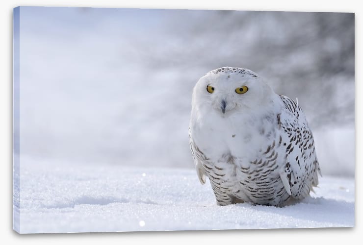 Beautiful snowy owl