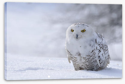 Beautiful snowy owl