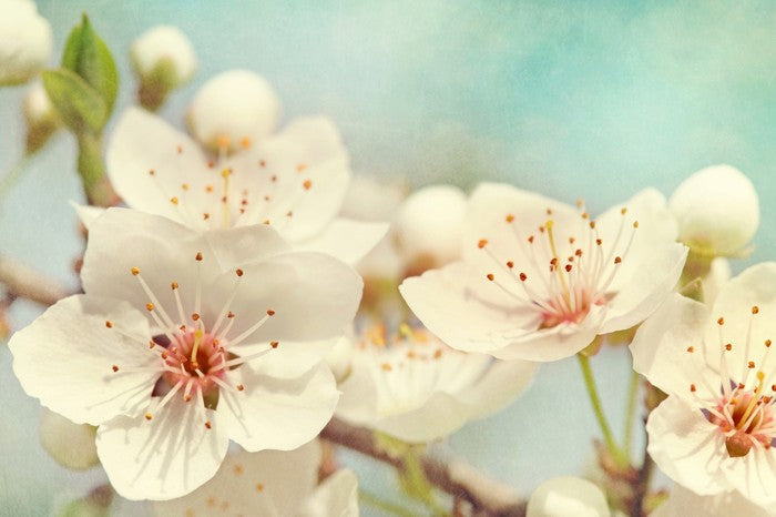 Cherry blossoms