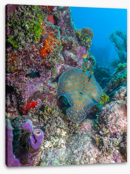 Peacock flounder reef