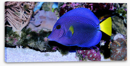 Yellowtail tang