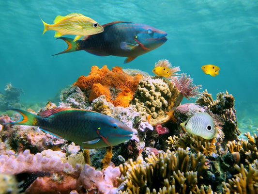 Underwater