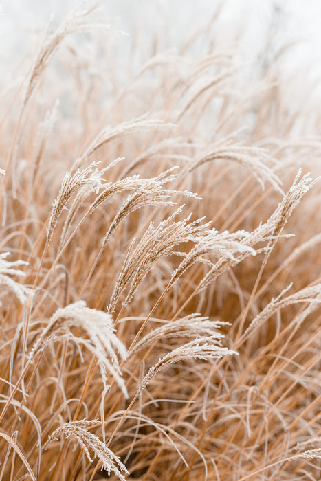 Frosted pampas