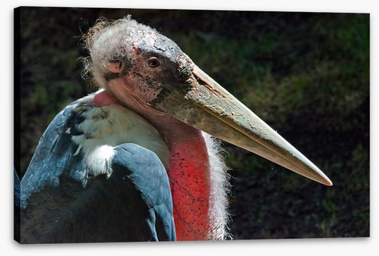 Marabou stork
