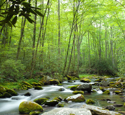 Through the forest