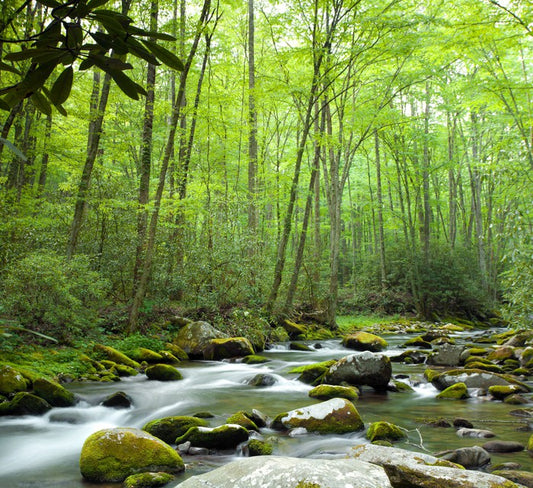 Through the forest