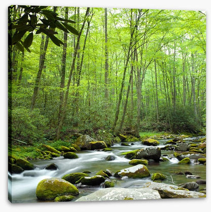 Through the forest