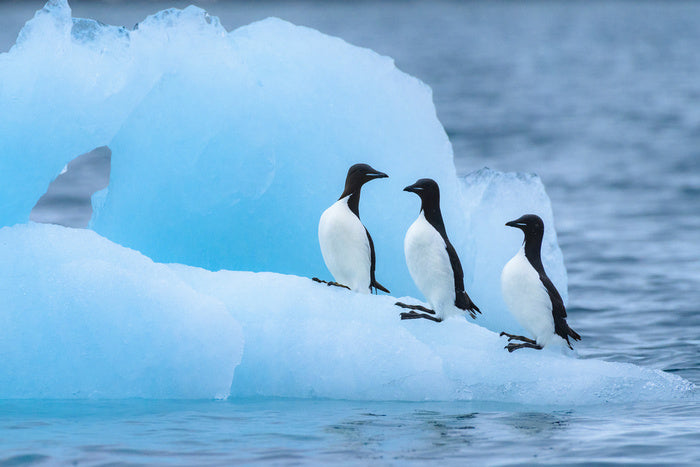 Glaciers