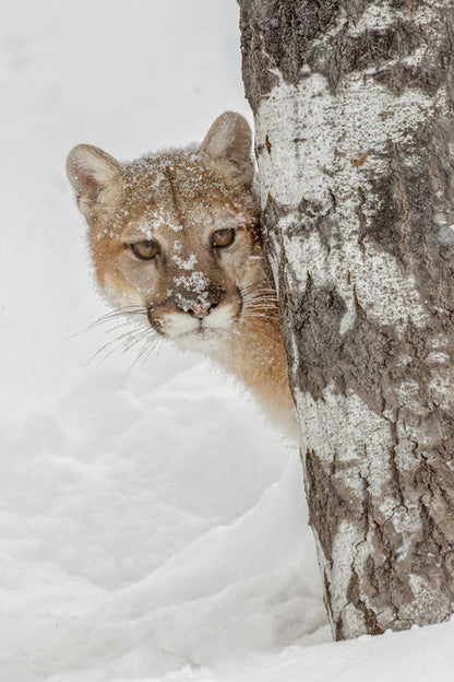 Peek-a-boo