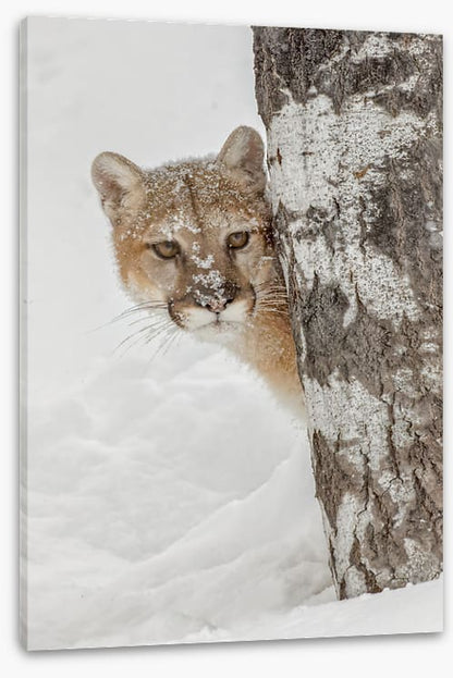 Peek-a-boo