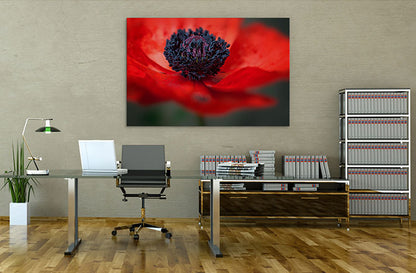 Red poppy
