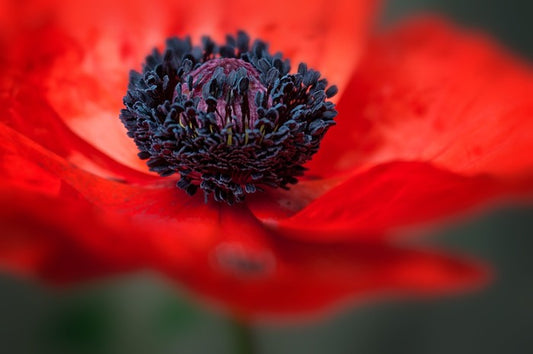 Red poppy