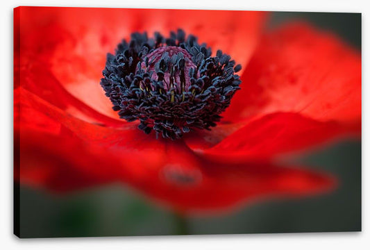 Red poppy
