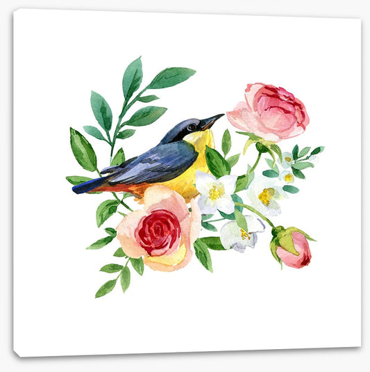 Birds
