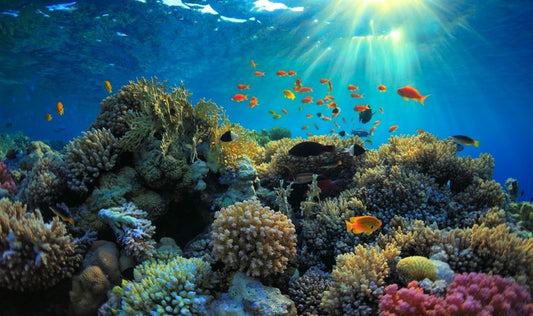 Reef sunbeam