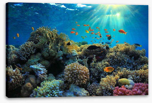 Reef sunbeam