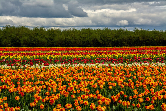 Meadows