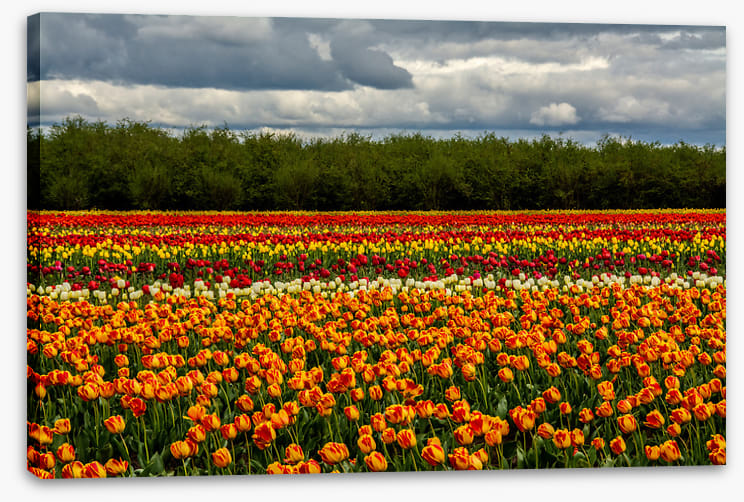 Meadows