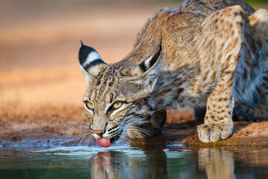 Thirsty bobcat