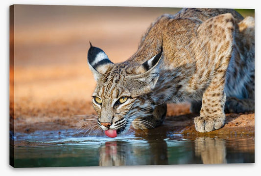 Thirsty bobcat