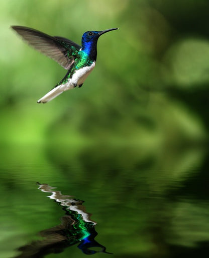 Tropical hummingbird