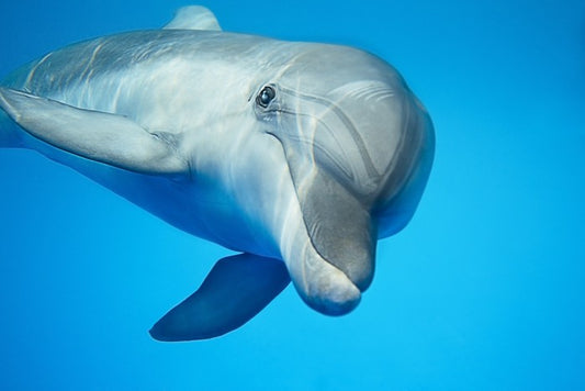 Hello dolphin