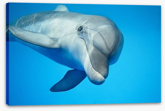 Hello dolphin