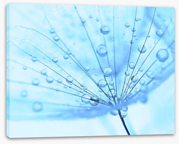 Dandelion drops
