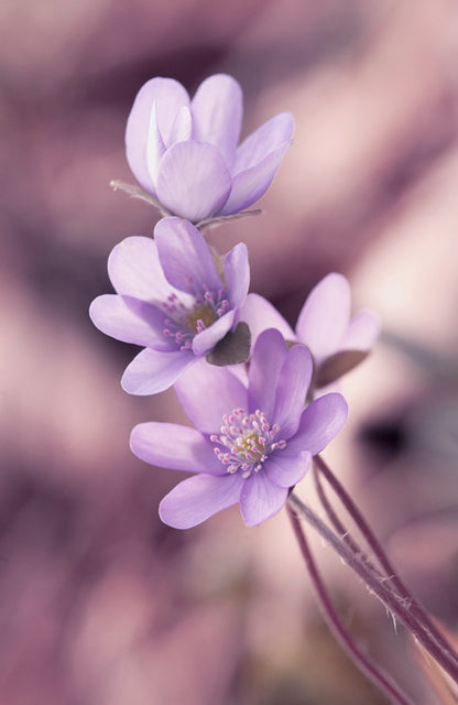 Lilac liverleaf
