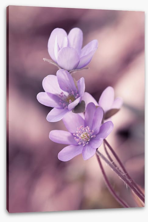 Lilac liverleaf
