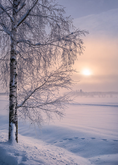 Soft winter sunrise