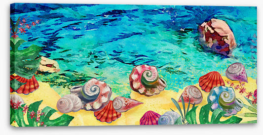 Seashell shores