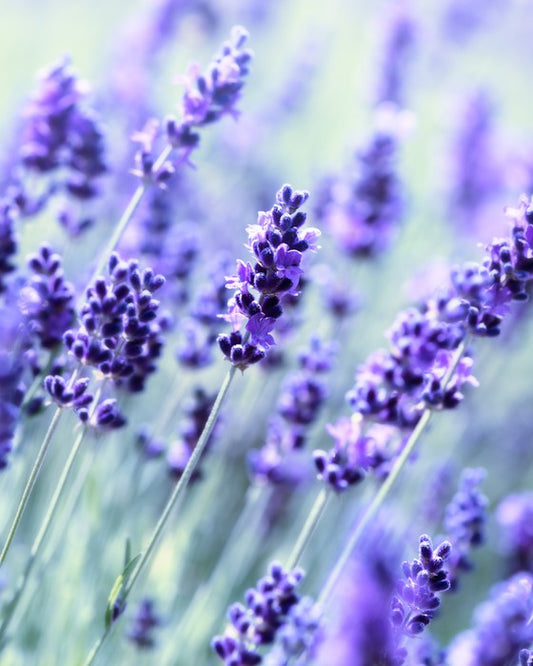 The scent of summer