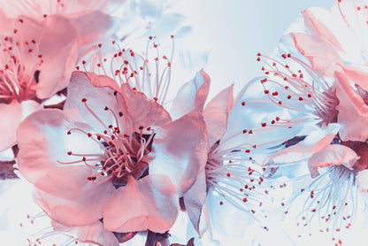 Blossoming blues