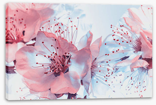 Blossoming blues