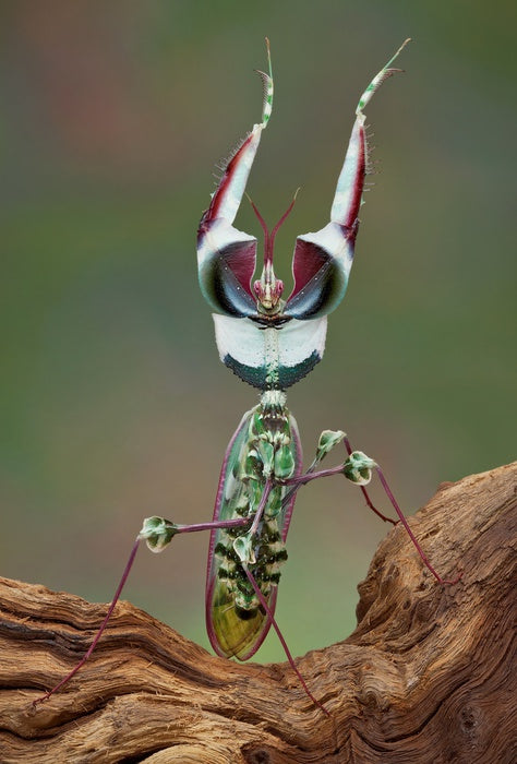 Insects