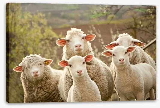 Inquisitive lambs